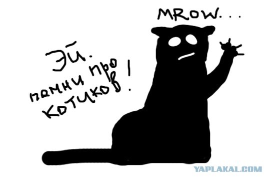 Сегодня котовторник, а котиков все нет