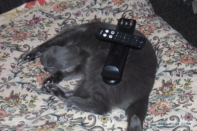 Котейкин вторник! Космический 12.04!