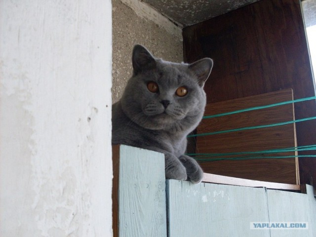 Котовторник