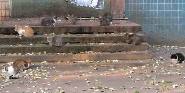Котовторник 1.11.11