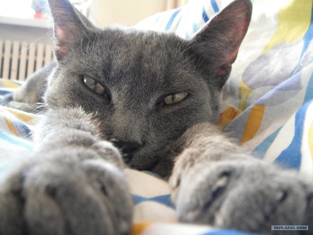 Котовторник 22.11.11