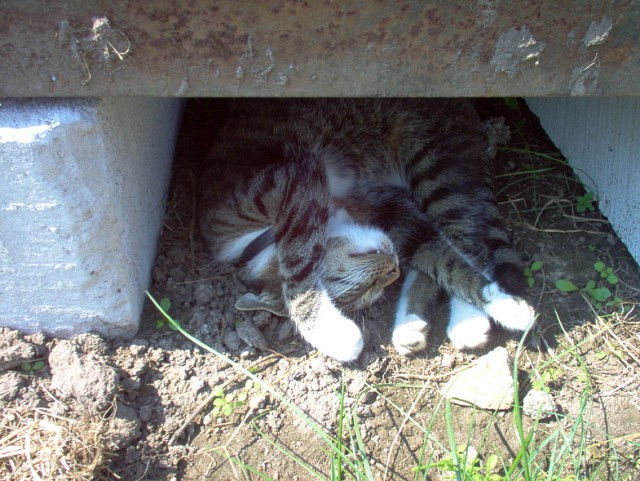 Котовторник (28.02.2012)