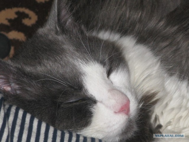 КОТОВТОРНИК (6.03.2012)
