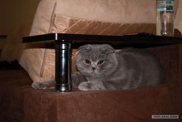 Котовторник 10.04.2012