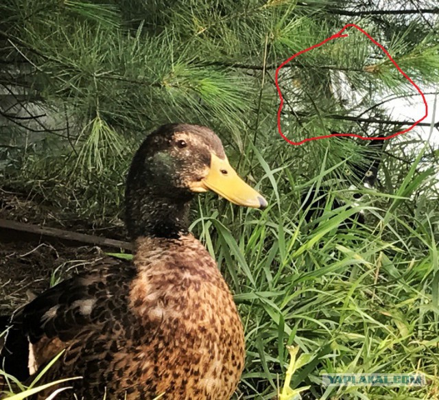 Фотографии, на которые грех смотреть без лупы