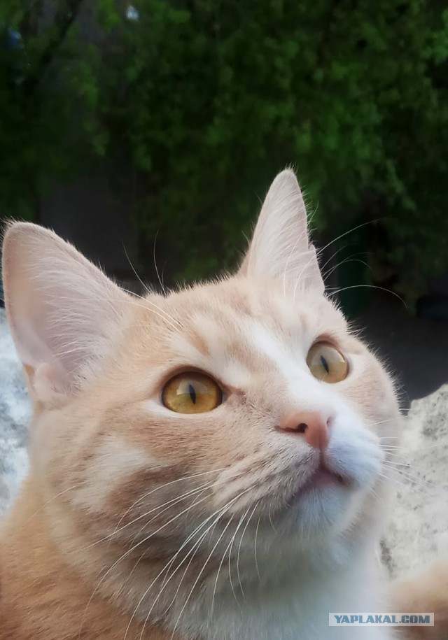 Мы маленькие котики, нам хочется гулять!