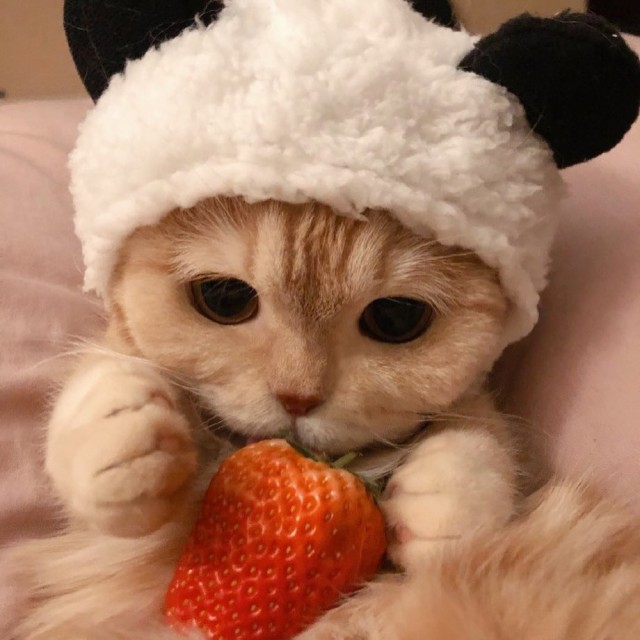 Коты из сети