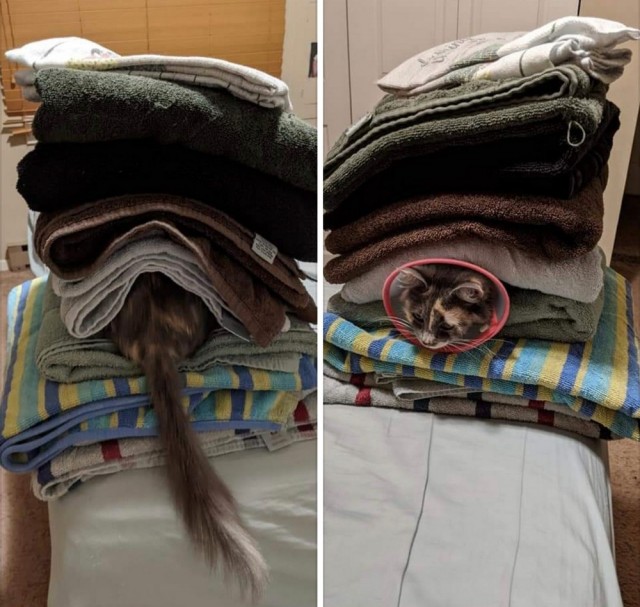 Коты из сети