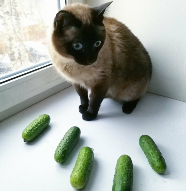 Эти забавные животные