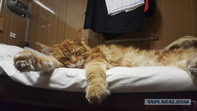 Еще к котовторнику. Поездатые коты