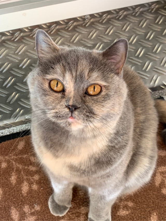 Котовторник.