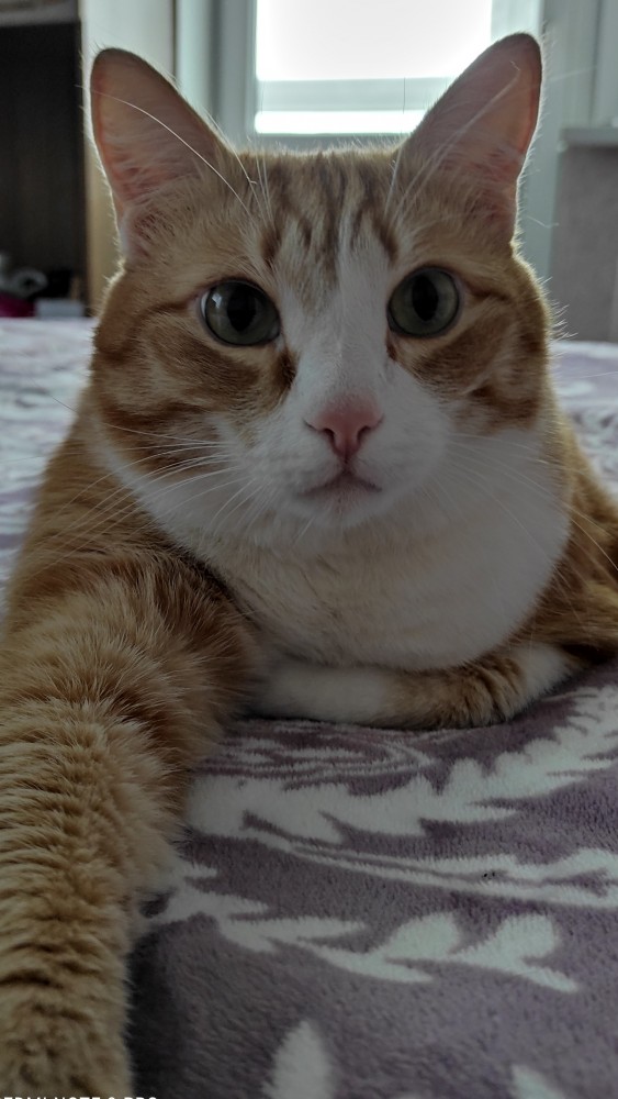 Котовторнику посвящается