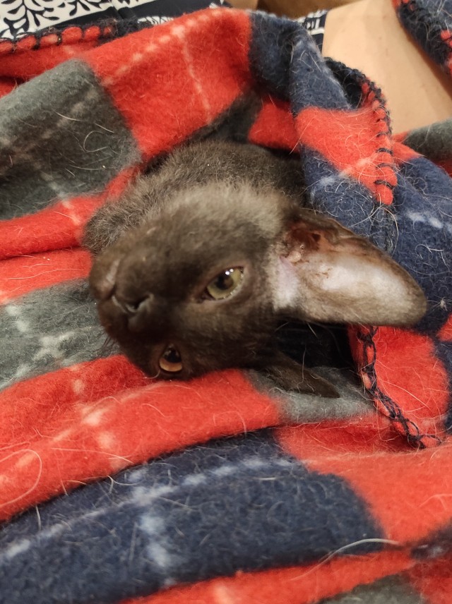 Котовторнику быть!