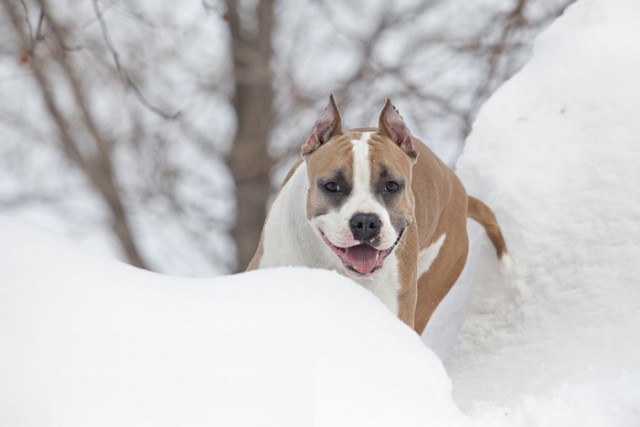 Бойцовская собака без намордника в фотосалоне