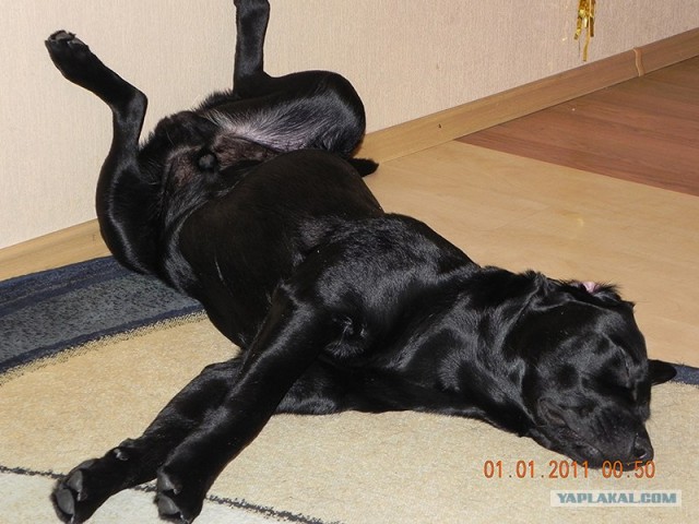 Я спать посоны