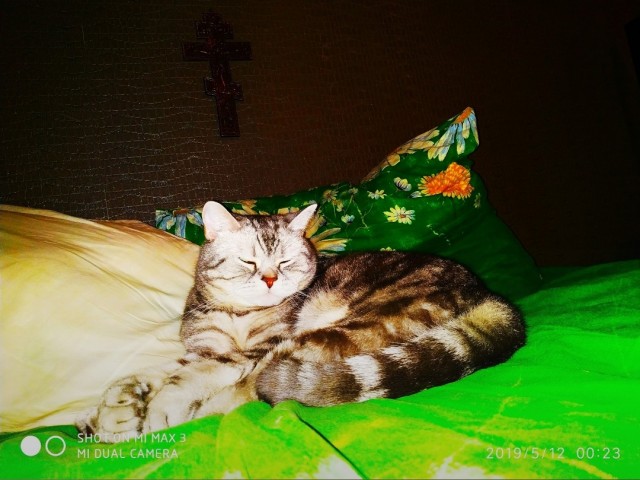 Вторник-кото