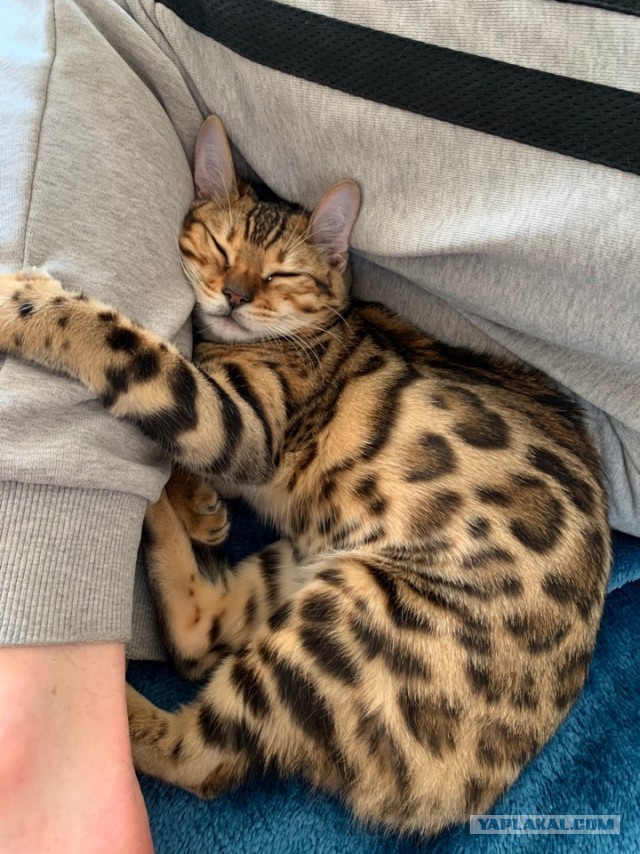 С котовторником!