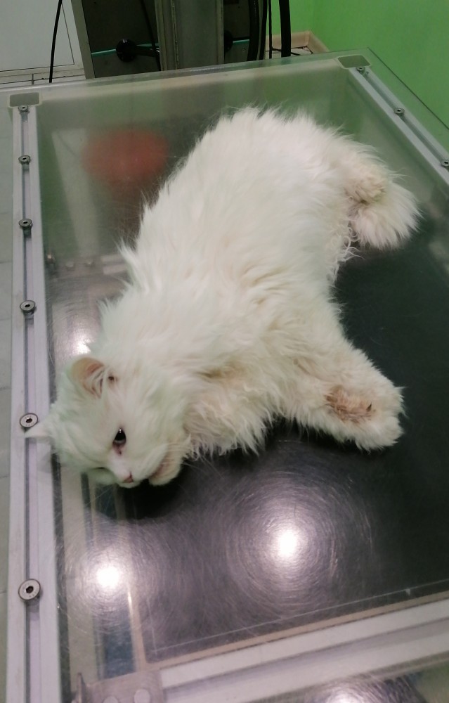 А котовторник уже начался?