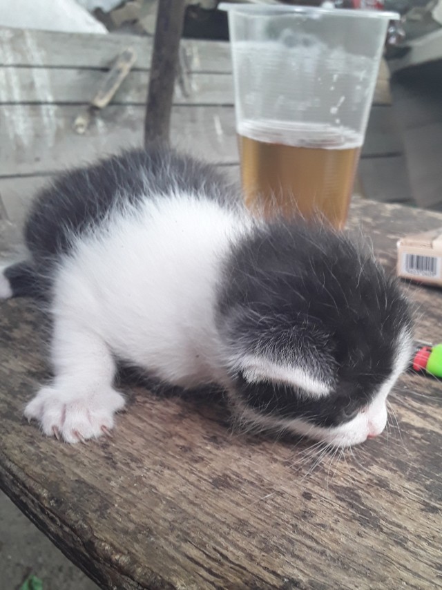 Кошка Варя
