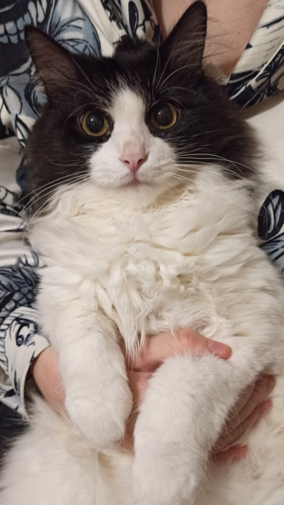 Котовторник 28.09.21