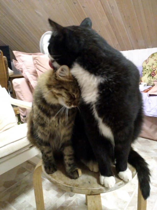 Котовторник 05.10.21 г