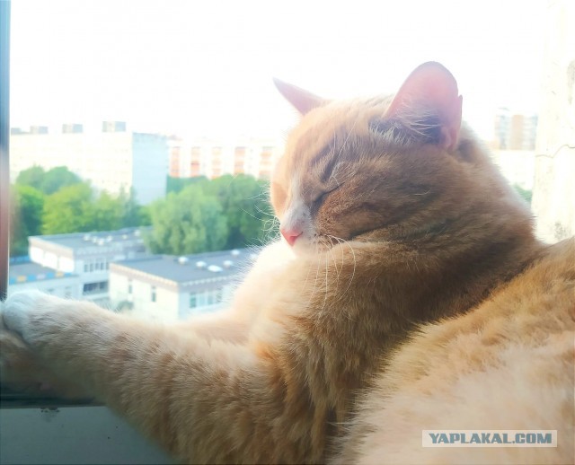 Солнце котовторника уже встало, Господа!