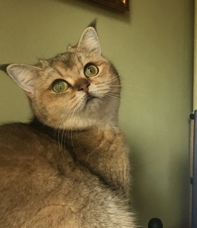 А что это мы котовторник не начинаем? Время пришло!
