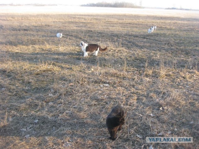 Жизнь домашнего приюта для котеек 386
