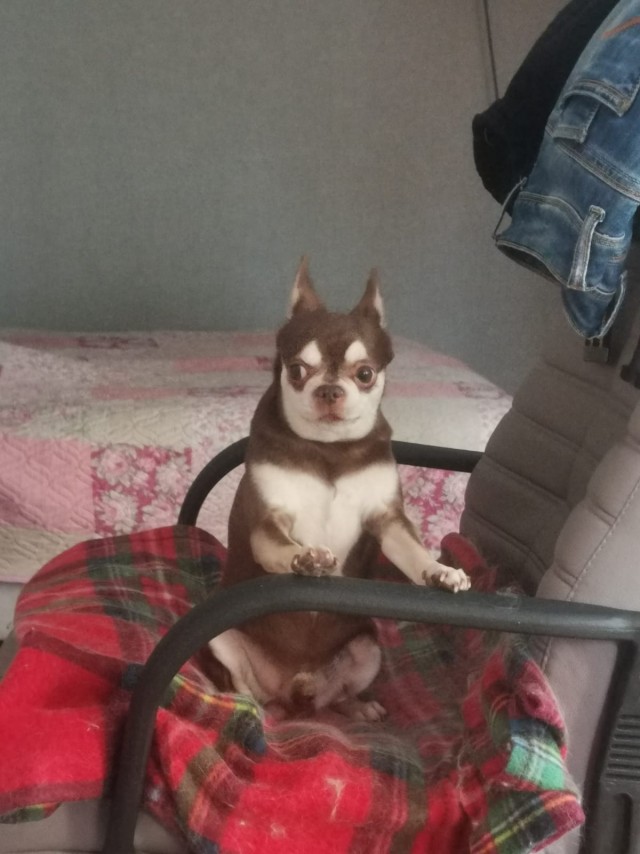 Я люблю свою собаку