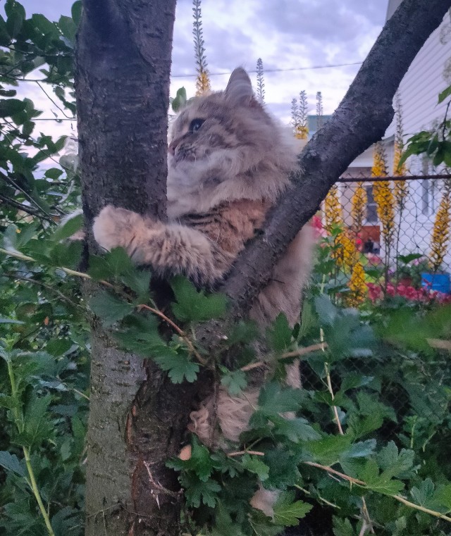 Котовторник 19.07.22