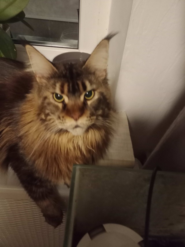 К котовторнику