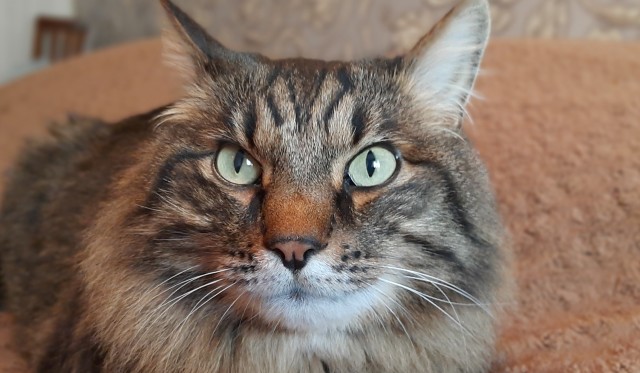 Коток.