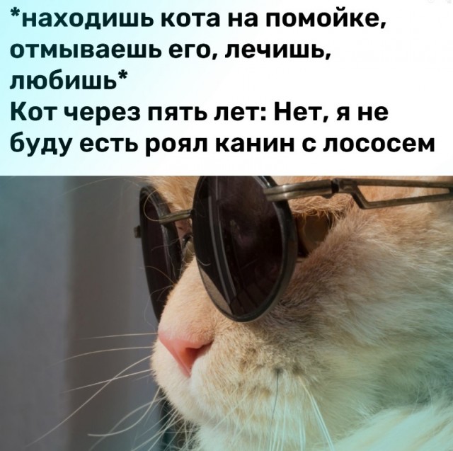 Кот - сухоглот