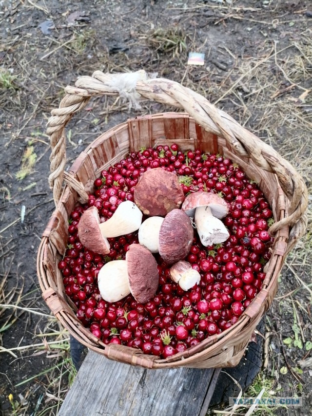 Рыбалка, грибалка и кот-таможенник