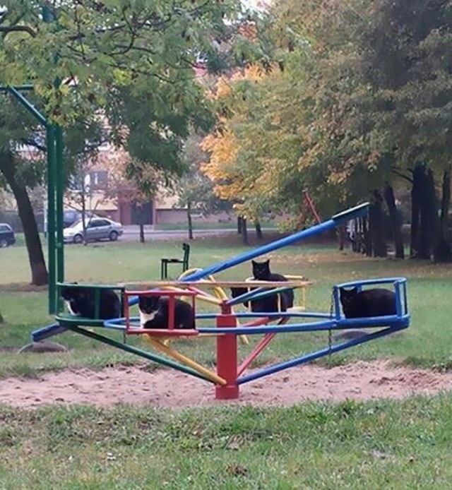 Мой котовторник..