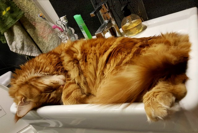 Позы для сна у кошек - что они означают?