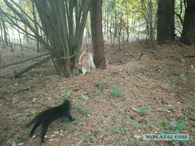 Жизнь домашнего приюта для котеек 466