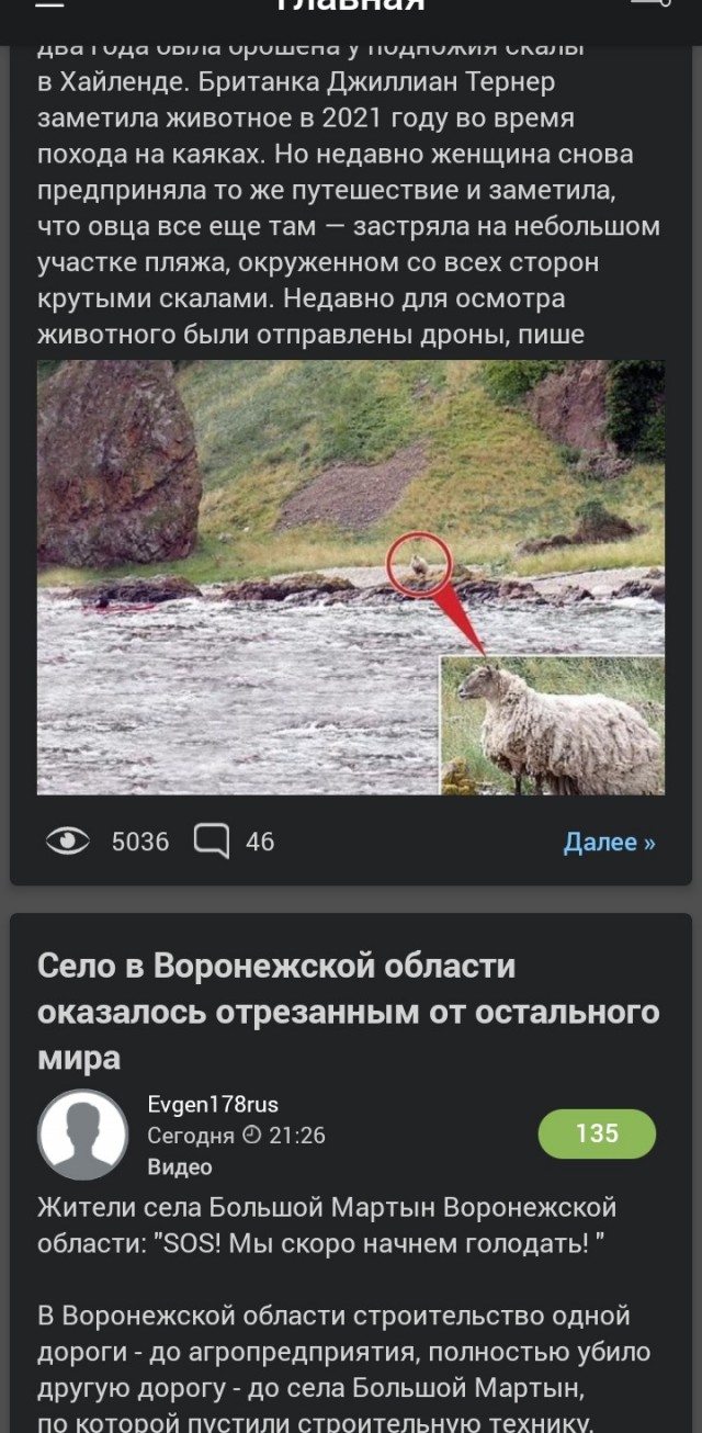 В Шотландии живет самая одинокая овца в мире