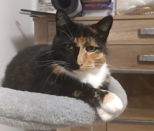 Котовторник 7.11.23