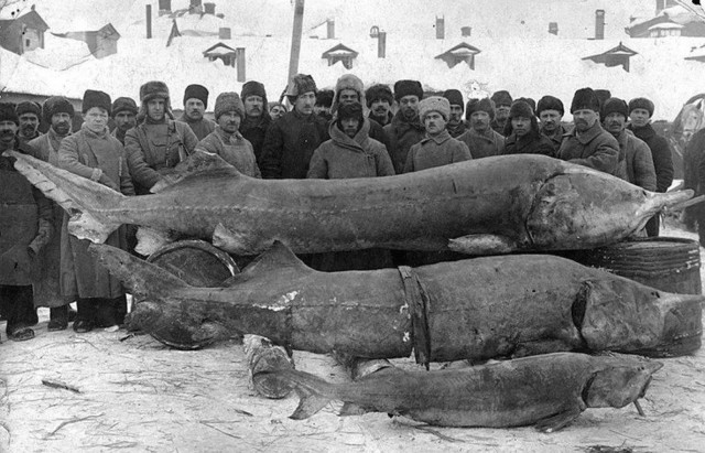 5 метровый осетр из Британской Колумбии возрастом где-то в 100 лет