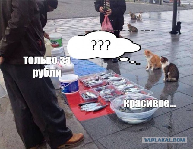 Россия стала лидером по поставкам морепродуктов в Южную Корею