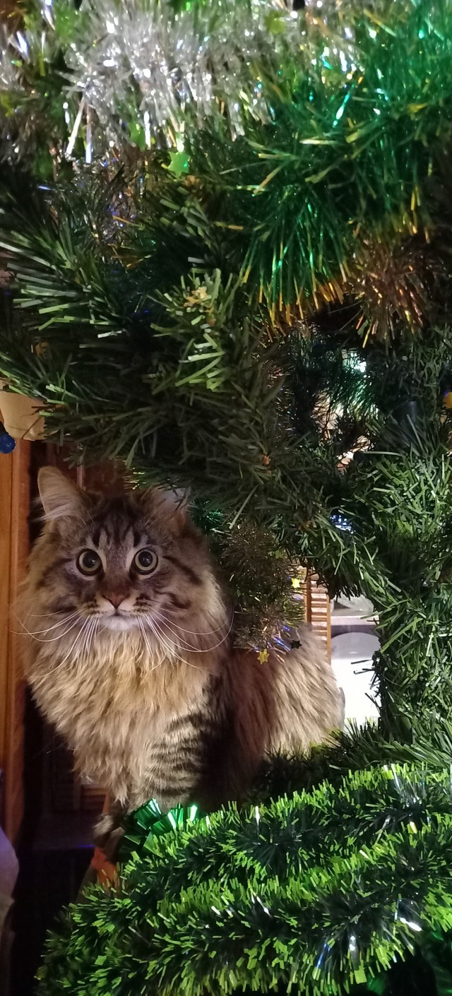 Котовторник!
