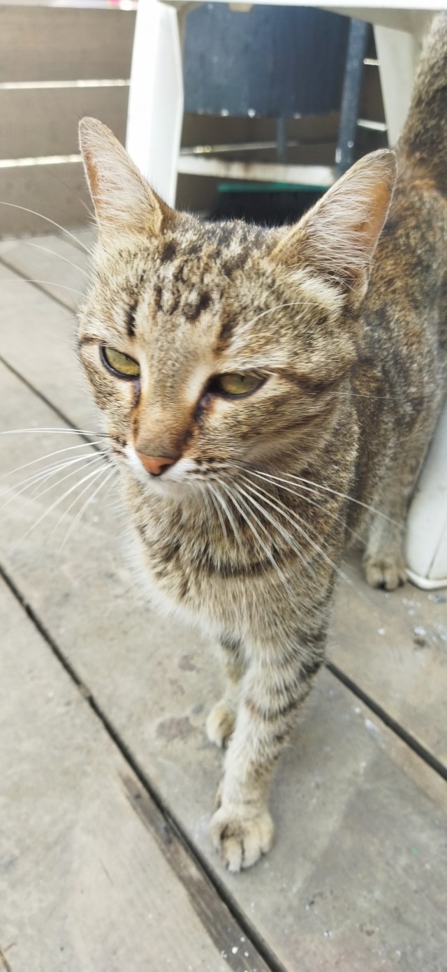 Нос