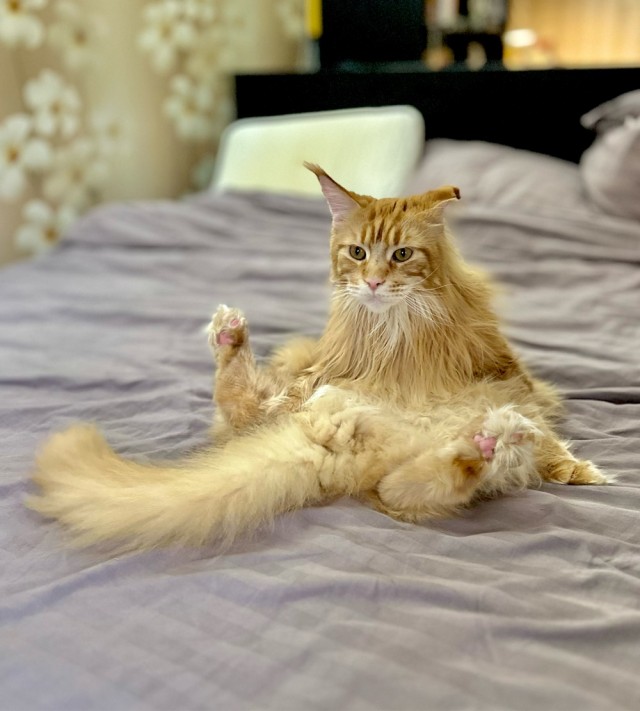 Мэйн-кун!  Котовторнику посвещается!