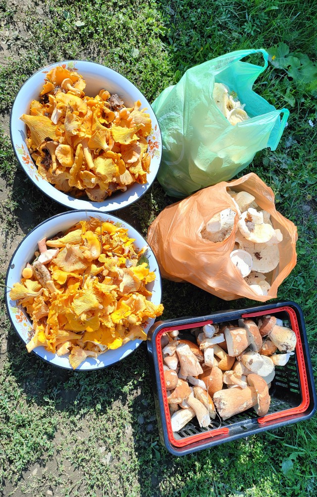 Грибоскресенье