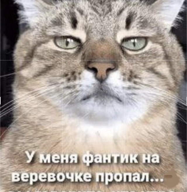Котовторник в картинках