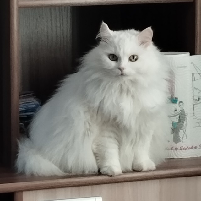Котовторник