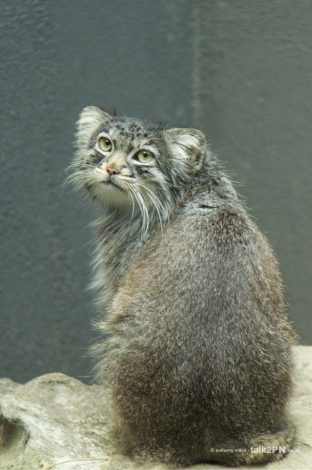 Манул