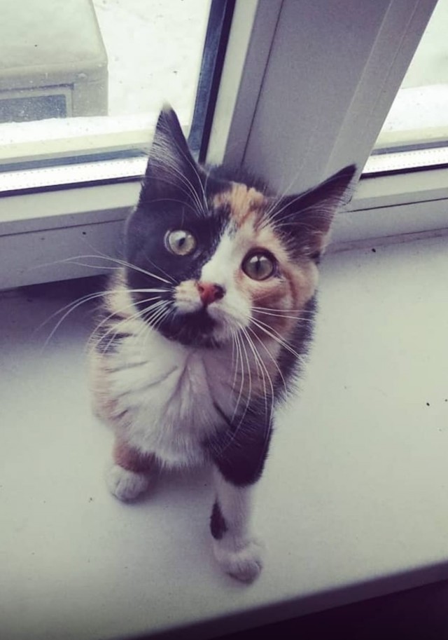 Утёнок гадкий, обыкновенный