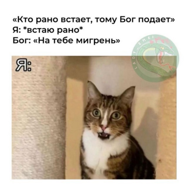 К-котовторник.